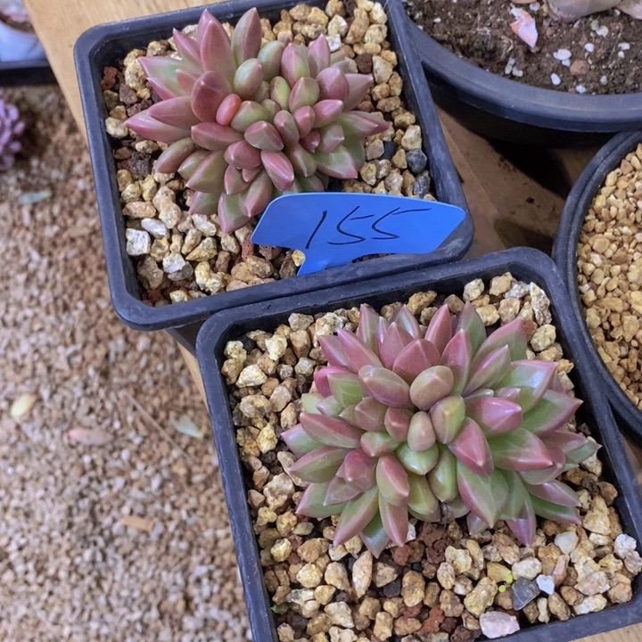 在家闲不下去时还