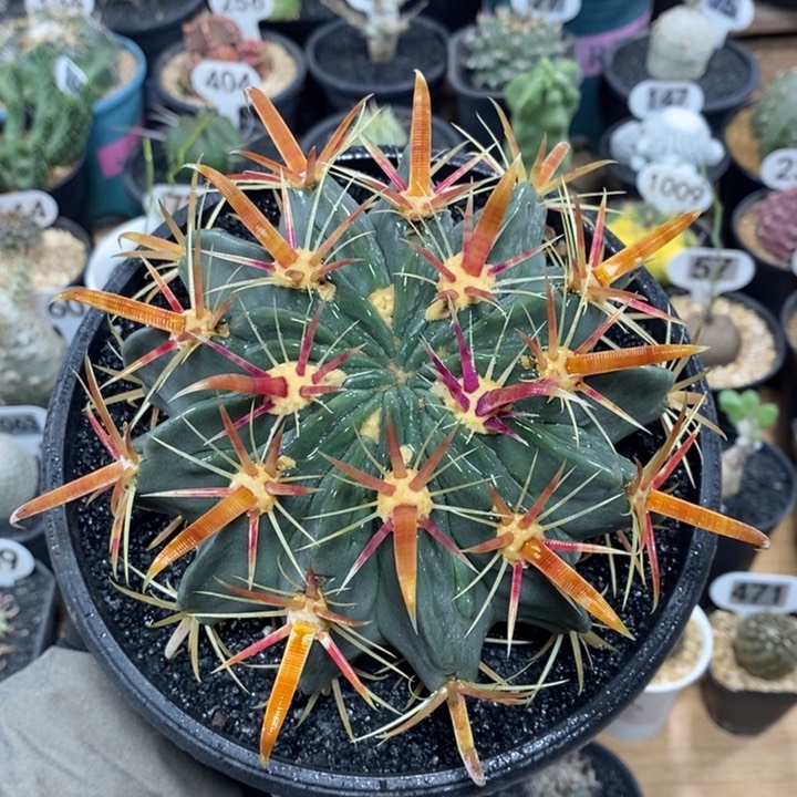 实生宽刺日出126号13cm