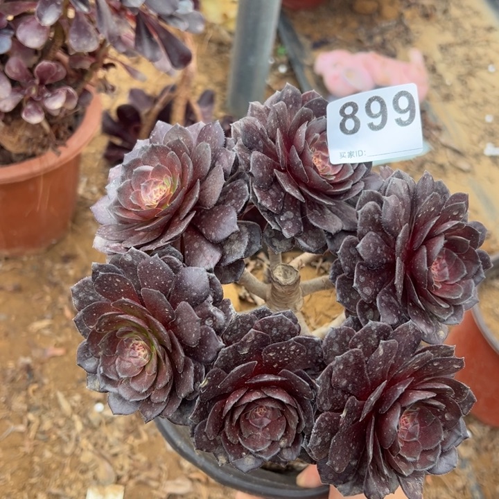 黑魔多肉砍头899