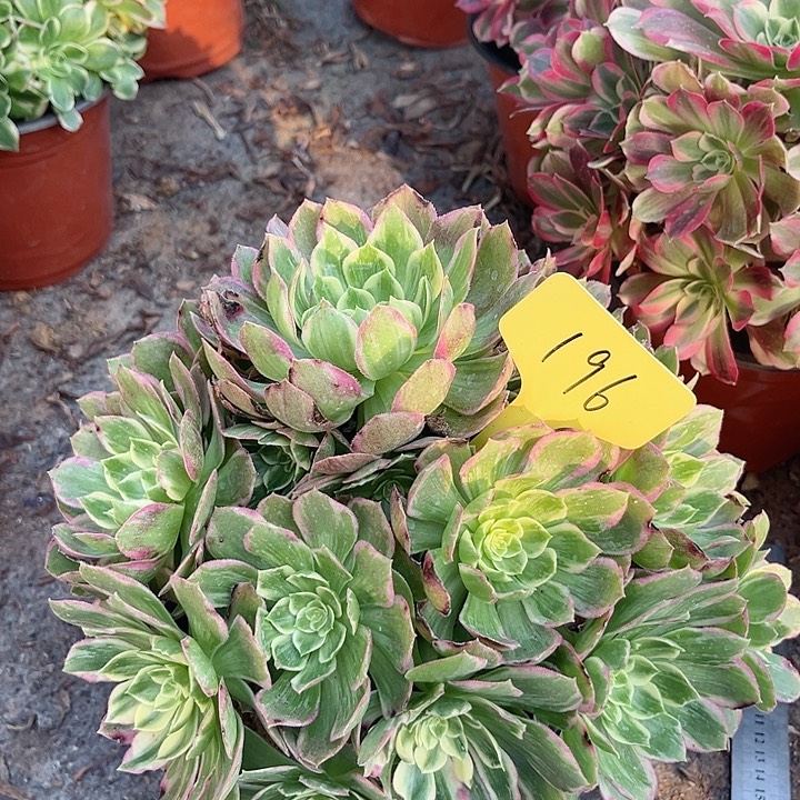 196一颗浣纱法师多肉