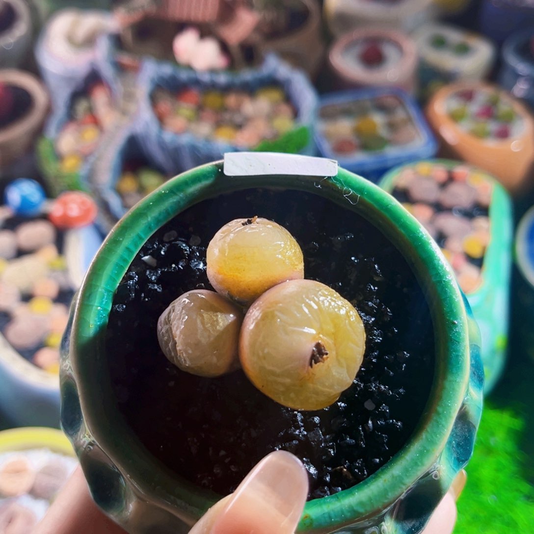 3.6cm6年母本三头毛汉尼