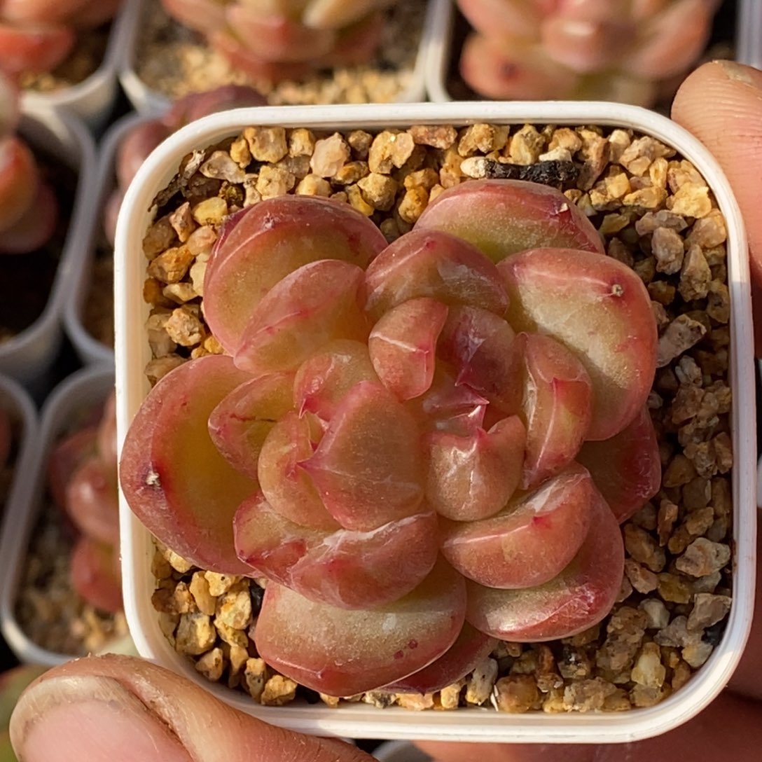 天官赐福百无禁忌