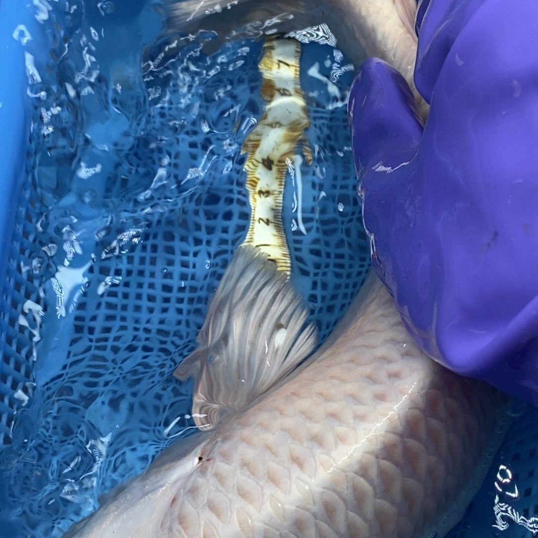 锦鲤冷水锦鲤包邮