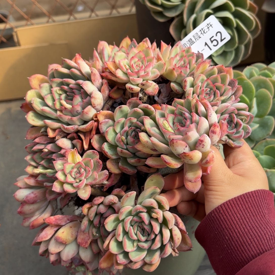 同温层多肉荷花152