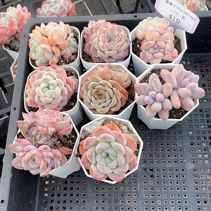 薇薇安园艺多肉419
