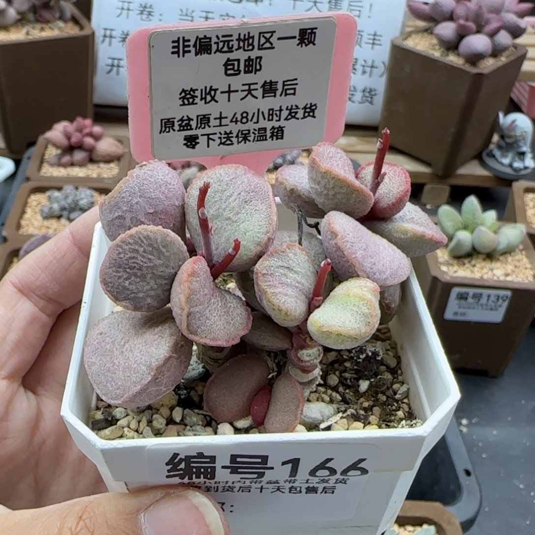 166妖姬多肉植物