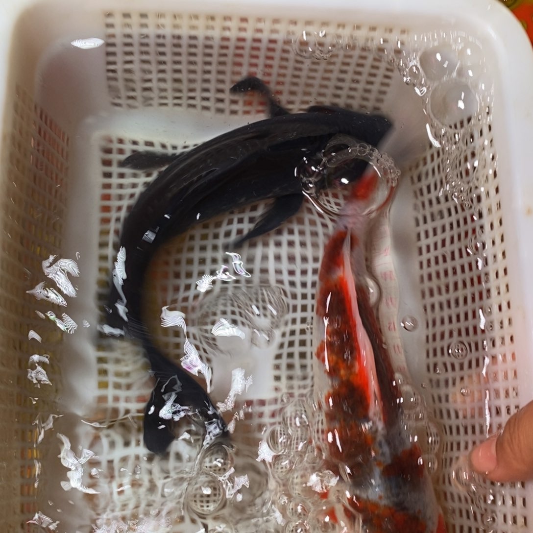 锦鲤冷水锦鲤包邮