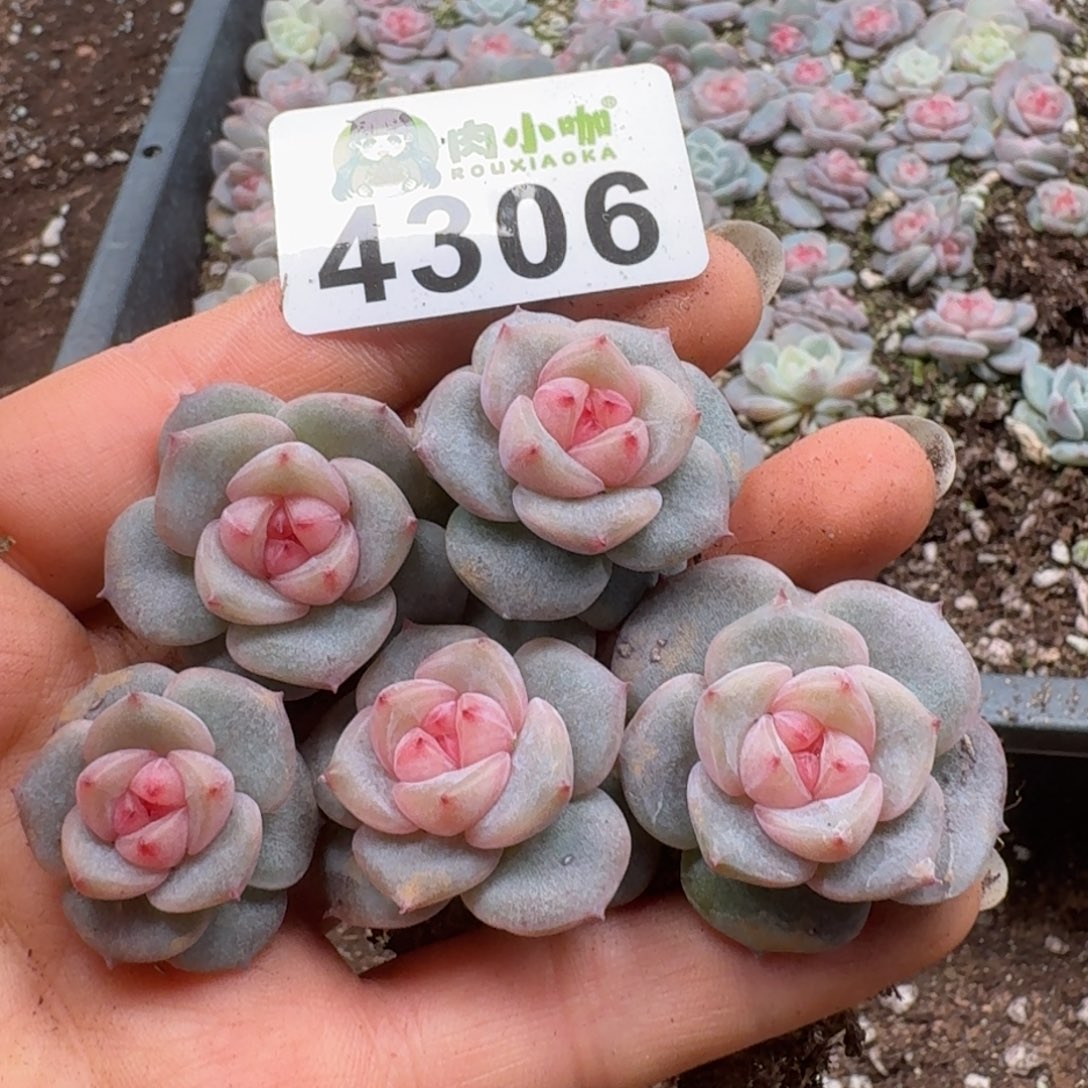 多肉植物多肉植物