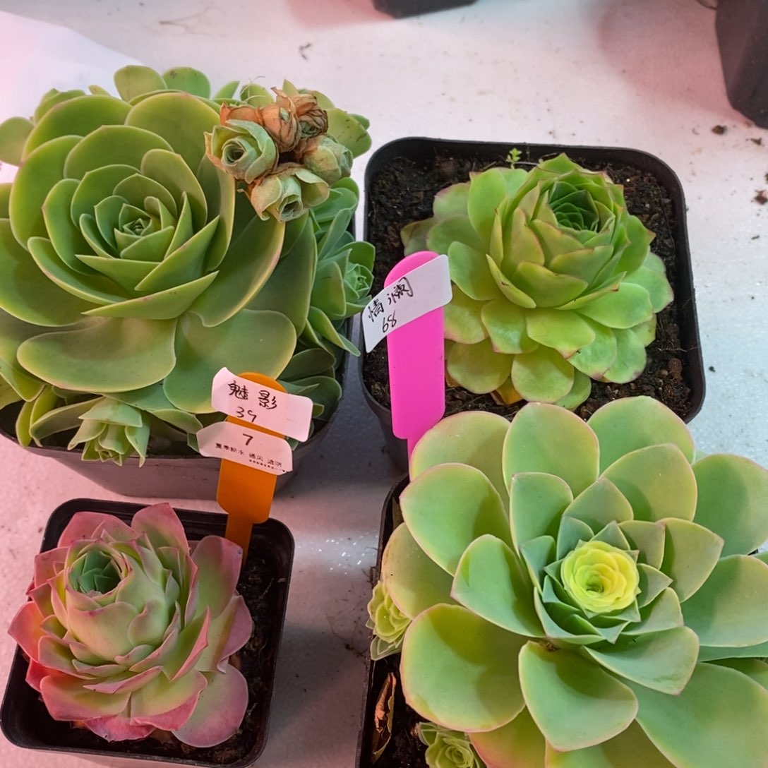 7号魅影—山地玫瑰