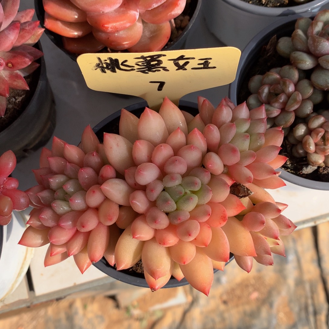 岩字ywywuueueeu8272728