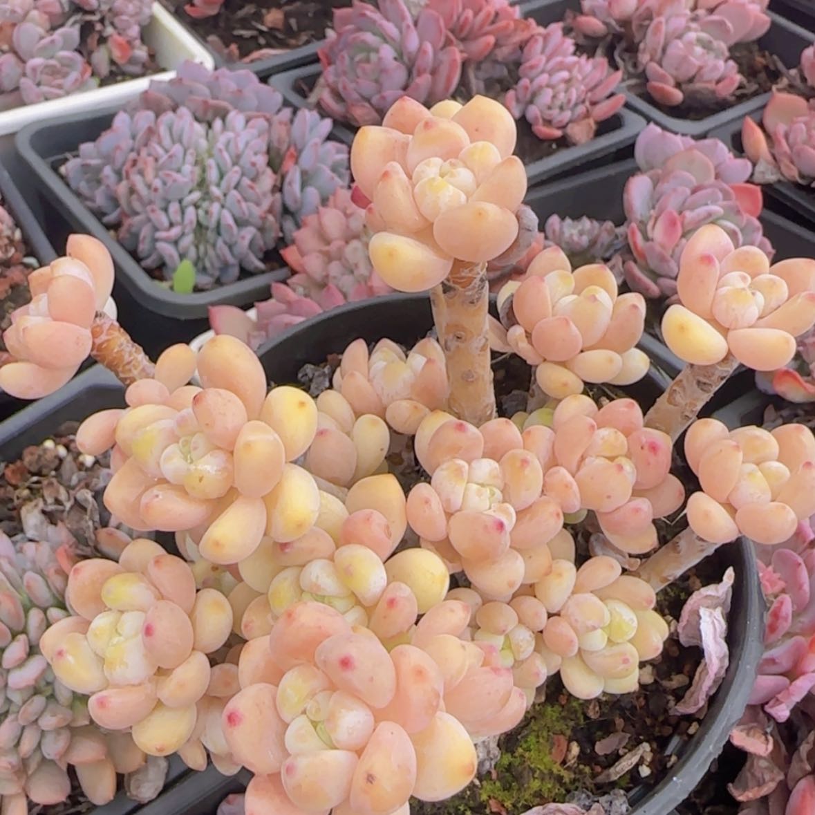 【闪购商品】樱花罗琦9.9