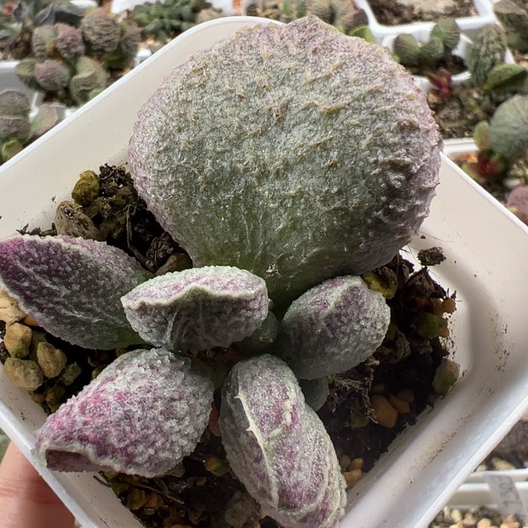 哈莫猪肝大苗多肉植物水泡