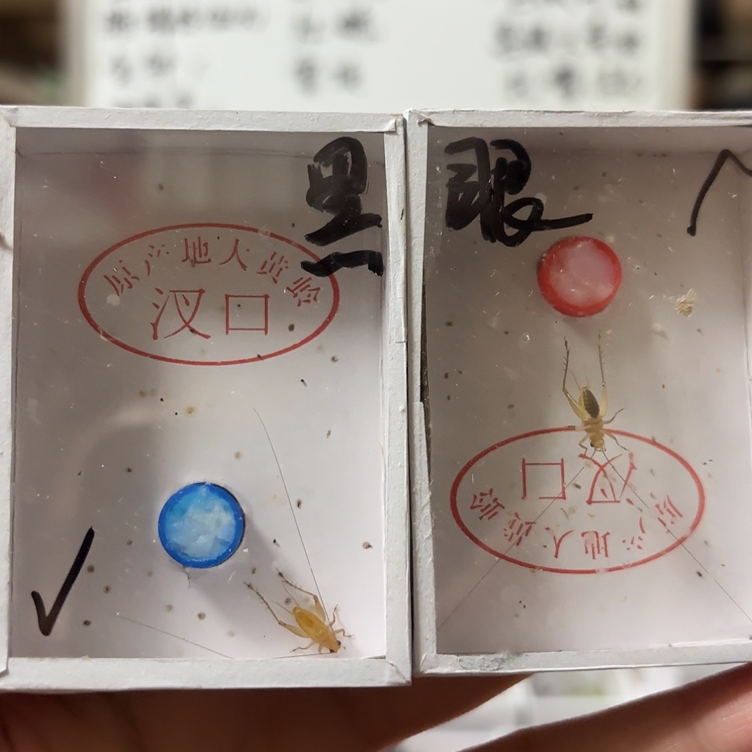 两条长须黑眼大黄蛉