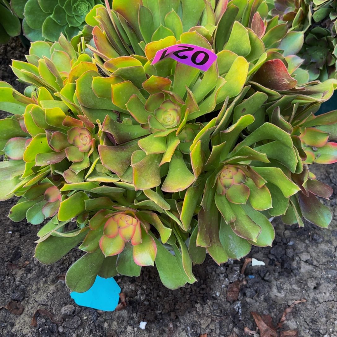 雅典娜法师16/—//18包邮