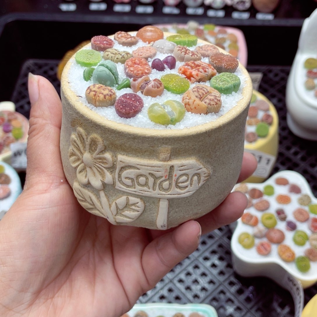 w6914 带盆土发货-零下地区拍保温箱