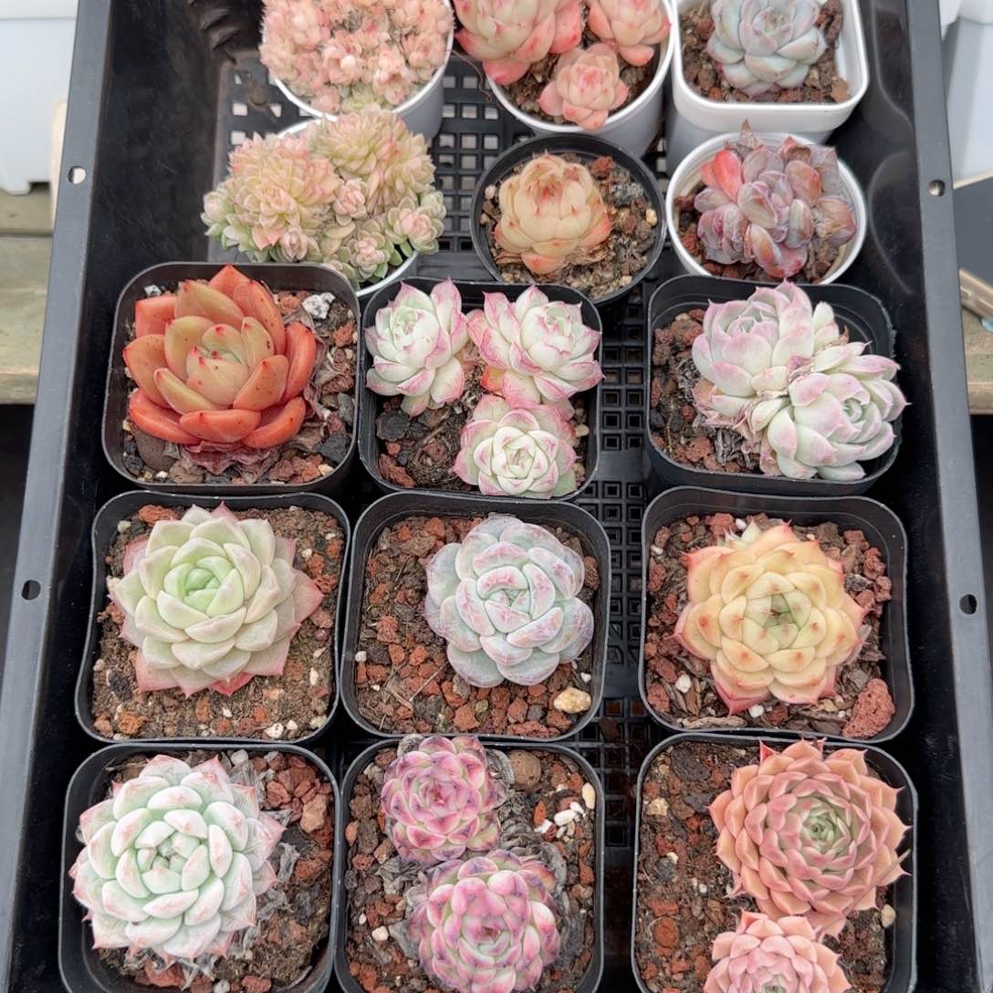 框拍框拍0116-136