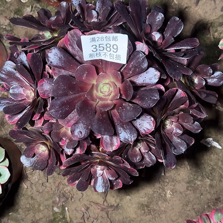 3589歪桩爱神多肉植物