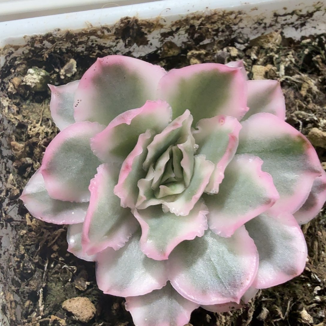 紫蝴蝶锦，多肉植物