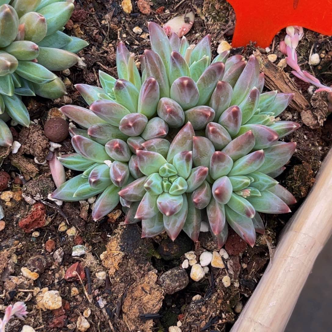 2404下午多肉植物群生