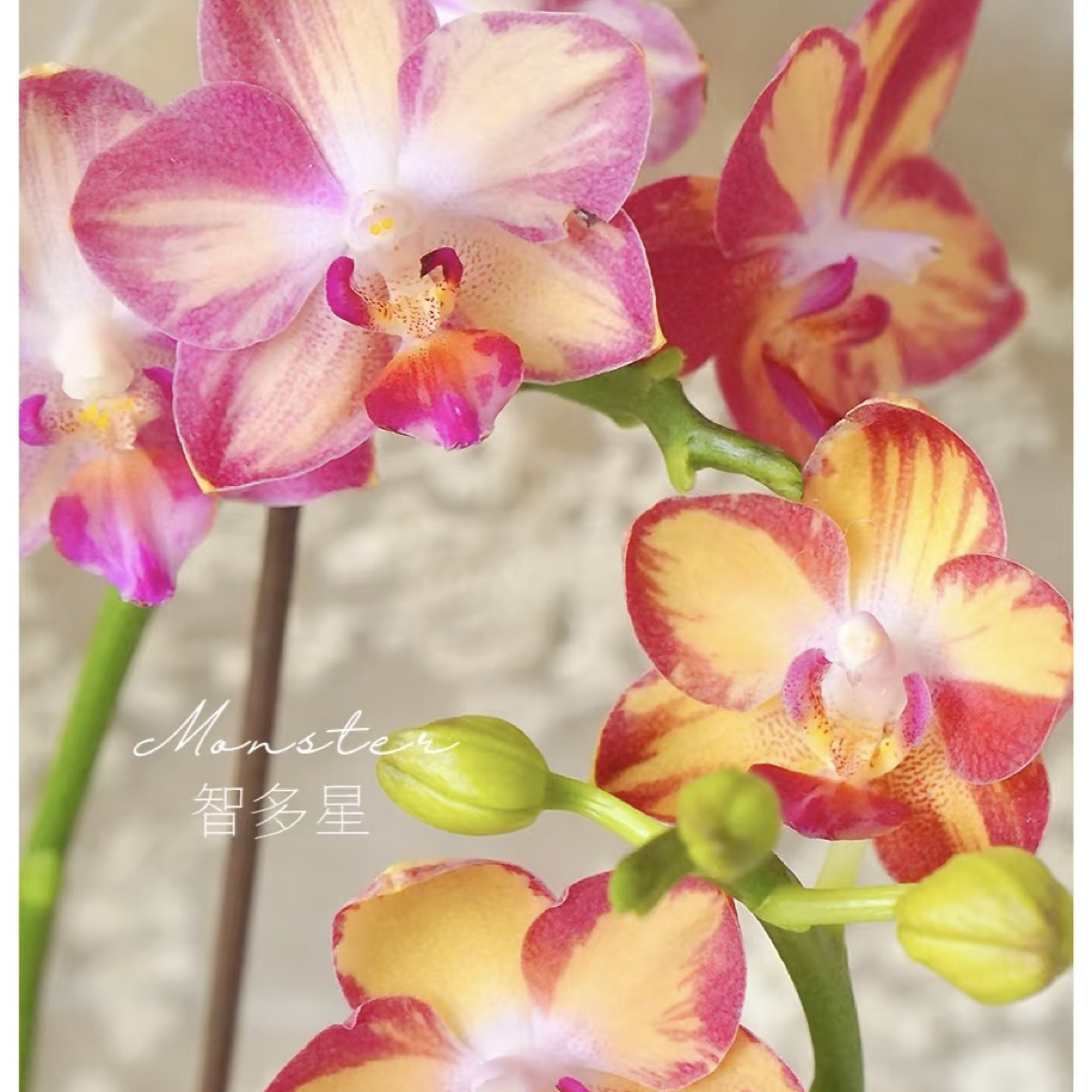 智多星蝴蝶兰3.0加高成熟苗不带花