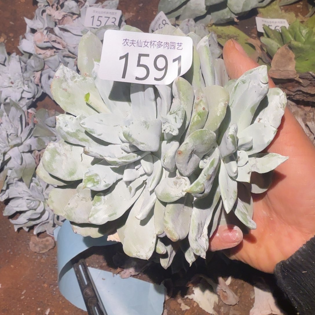 红红帕3代杂交仙女杯多肉福利处理瑕疵