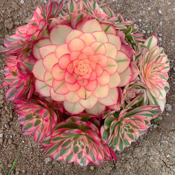 11倾城精品法师多肉