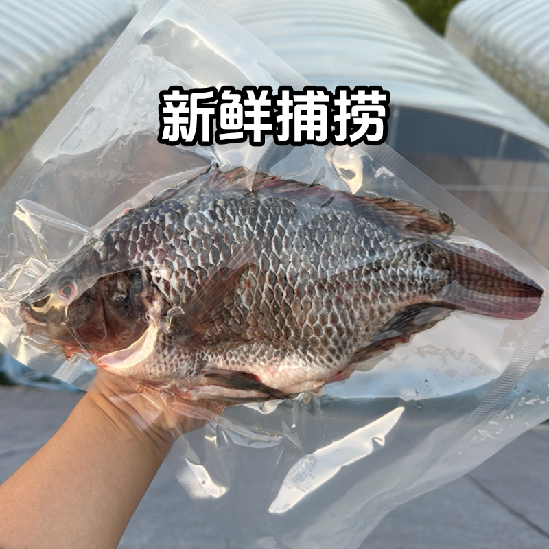 (顺丰发货)罗非鱼新鲜水产福寿鱼非洲鲫淡水鱼速冻锁鲜真空包装