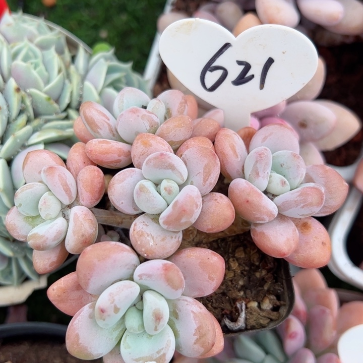 621洛神平平安安健健康康