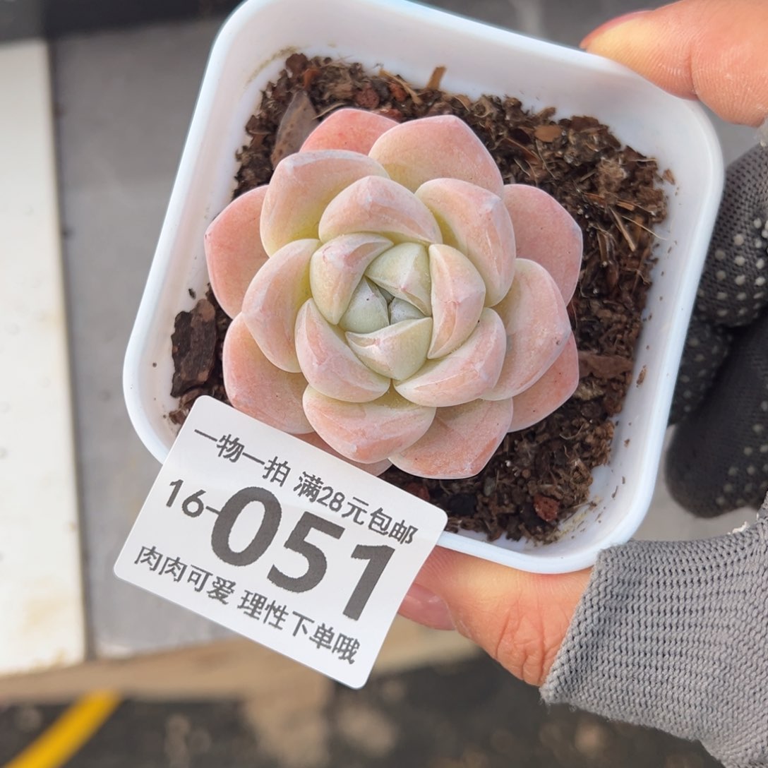 冰玉，多肉多肉多肉