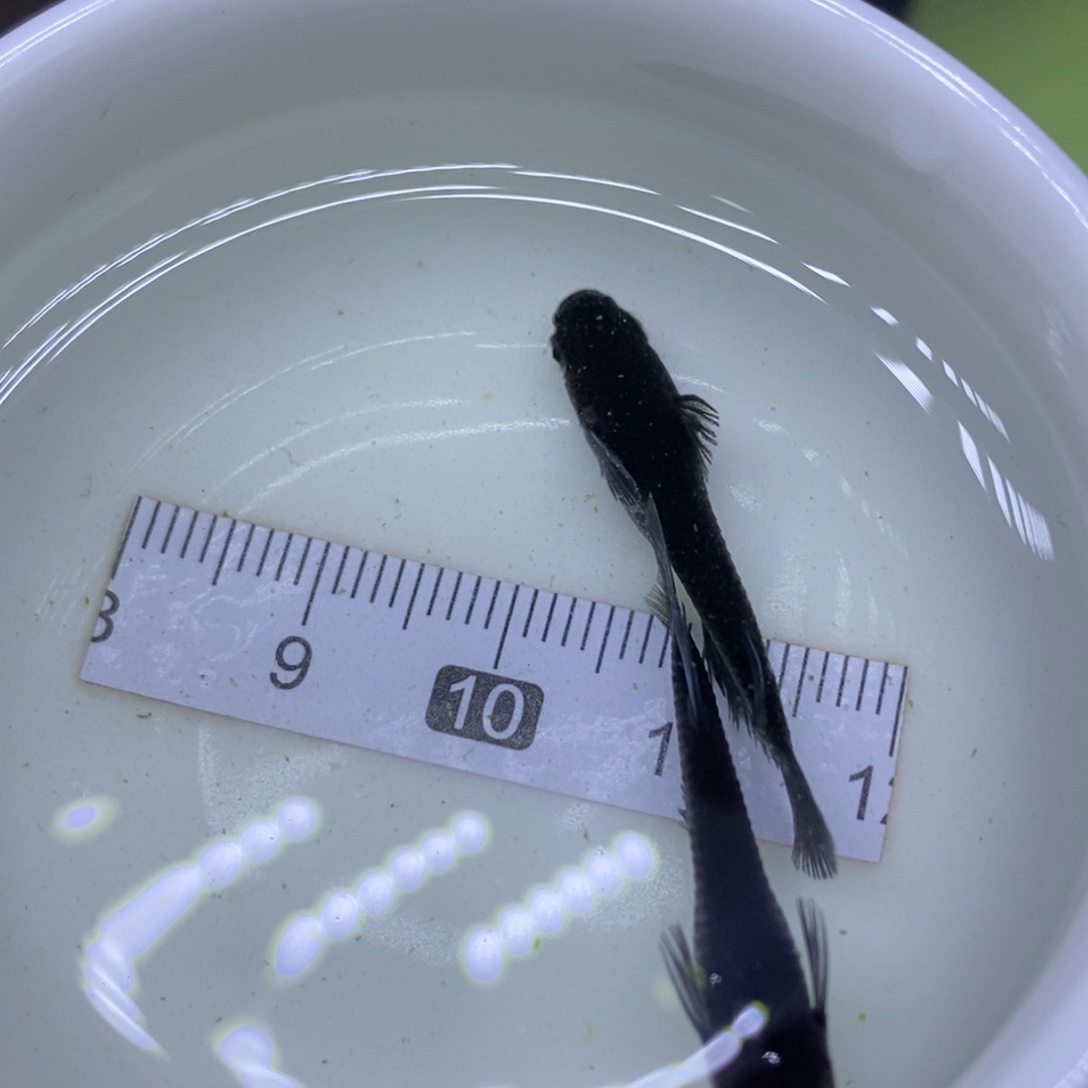 青鳉鱼黑色西装68号