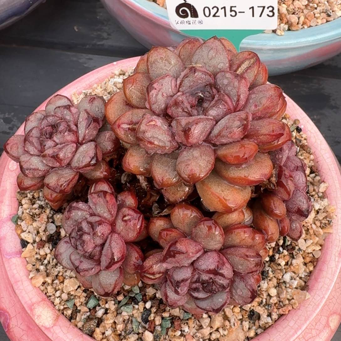 从前慢多肉精选编号0215.173