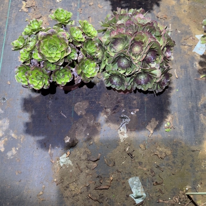 一单包邮不包侧枝19