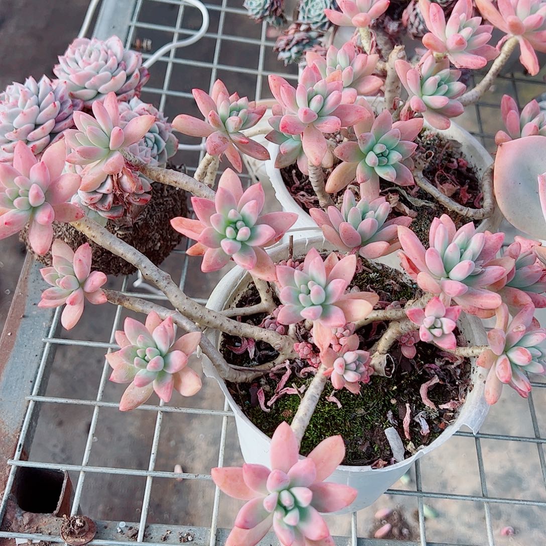 果冻秋丽多头群生二盆