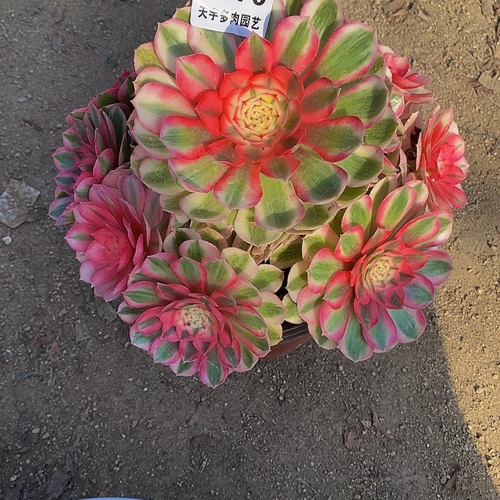 多肉植物倾城370多头