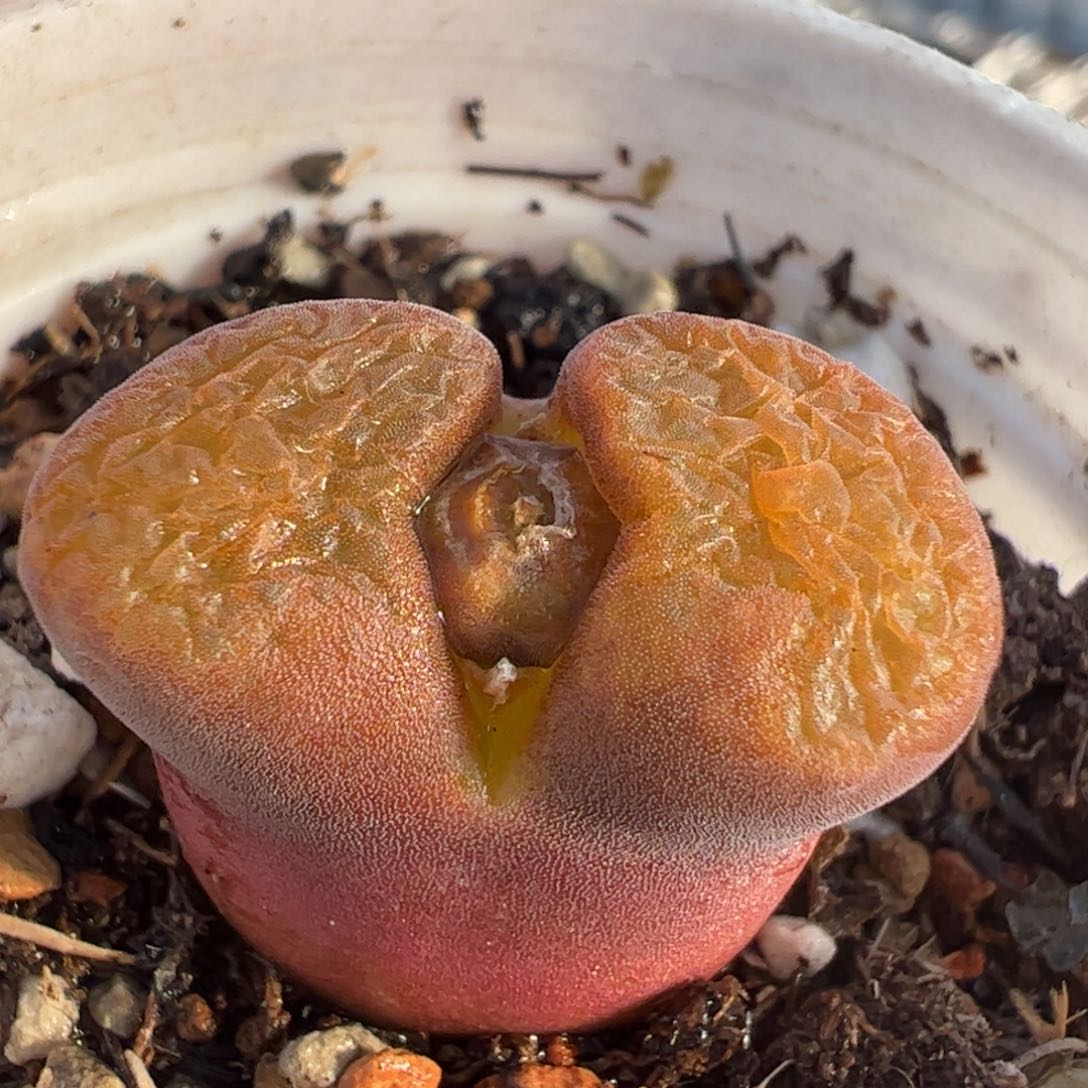 1808.3蛋糕多肉植物百科