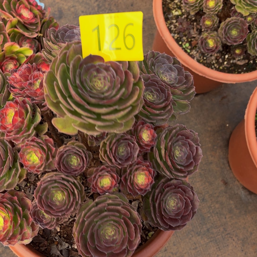 哈哈多肉葡萄福利126