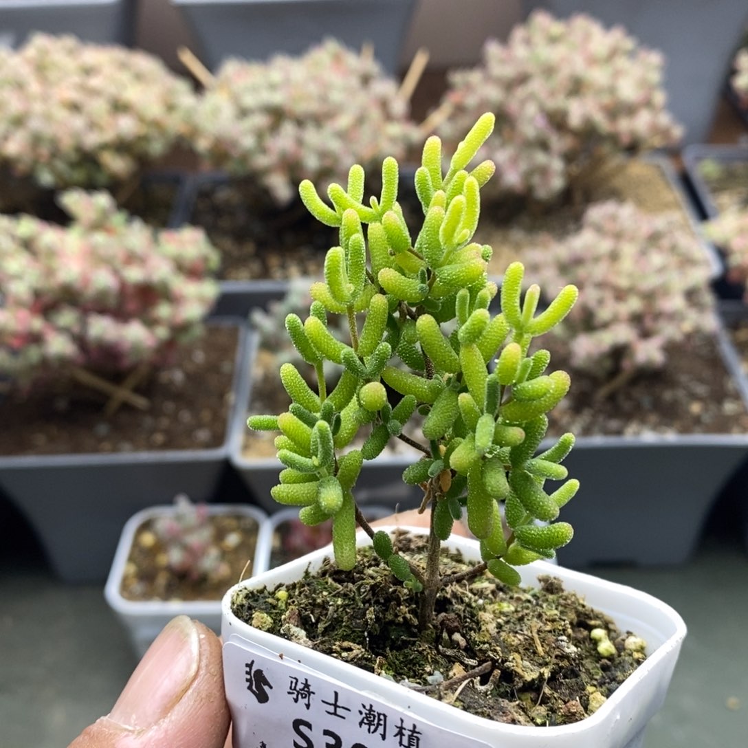 3053糖球黄锦枝干