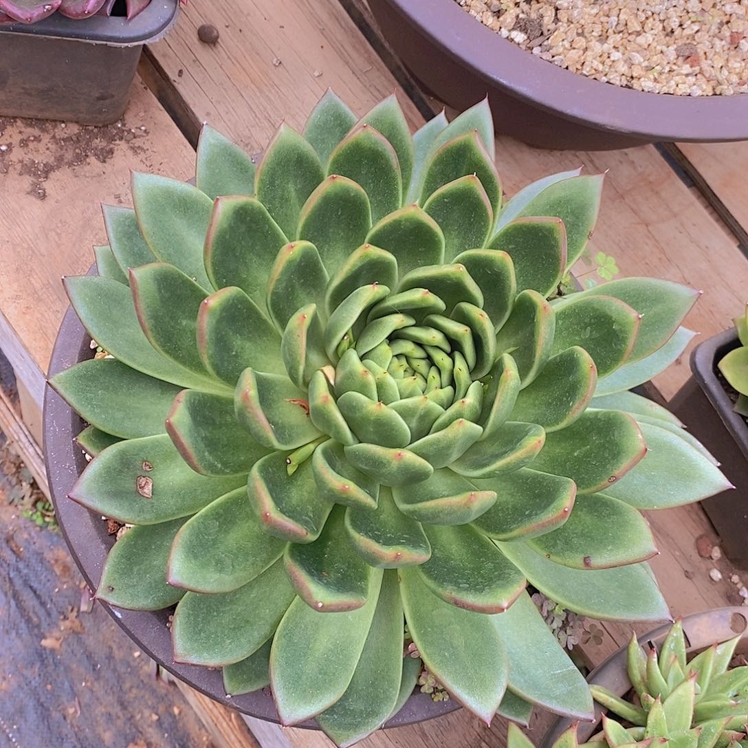多肉植物韩体绿钻
