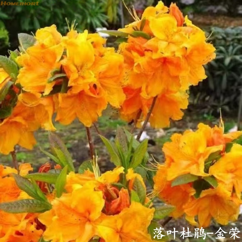 红梅园艺直播间福利！落叶杜鹃金荣小苗！超级特价！！