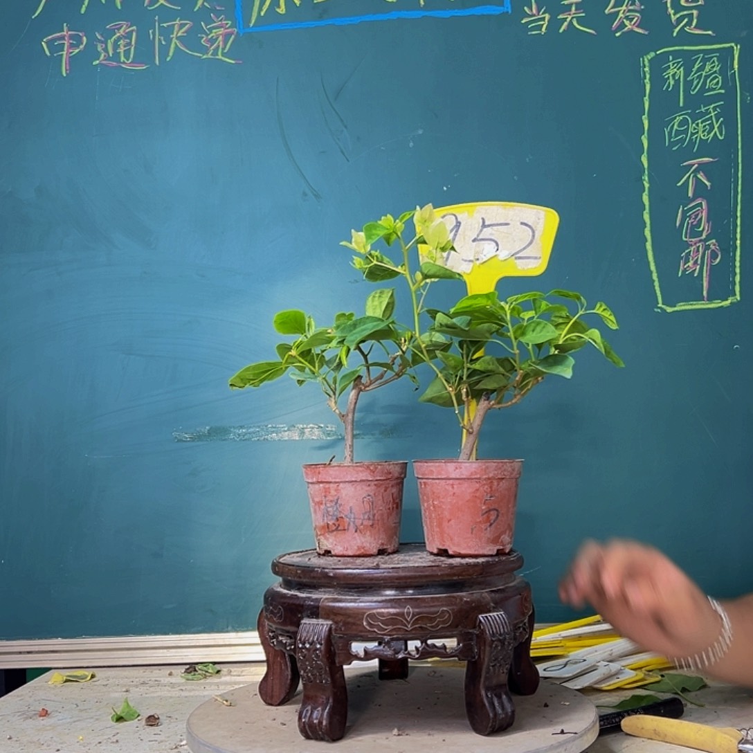 当前无花栽培后可以开花暗斑五宝掌中宝 漳红樱掌中宝 952