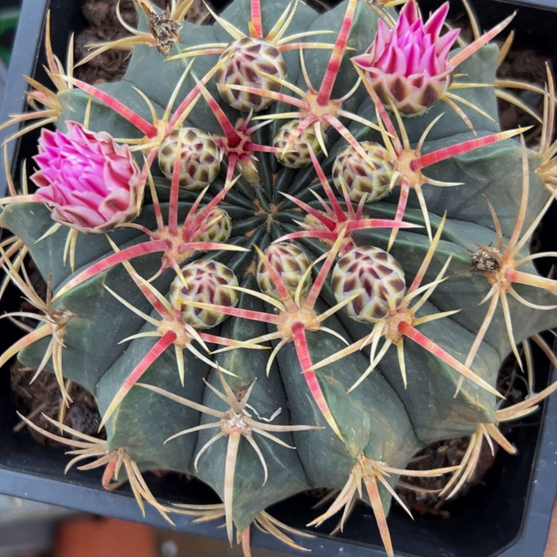精品大赤城带花苞带盆土发