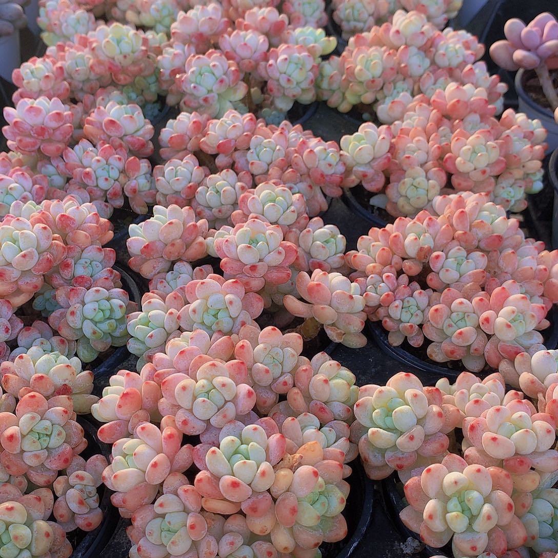 樱花罗琦3567899990000