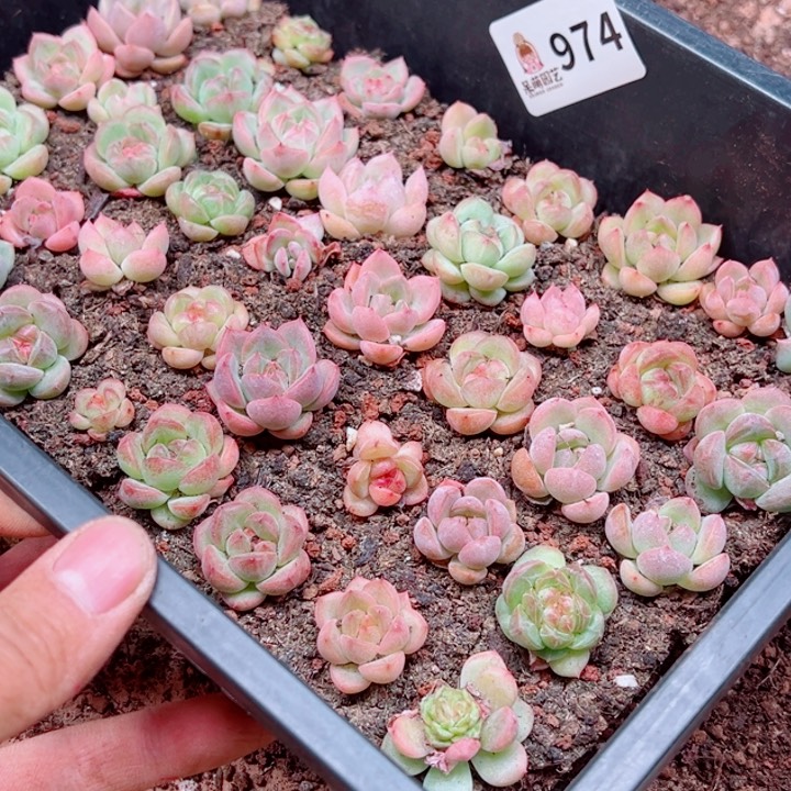 *****多肉植物多肉植物