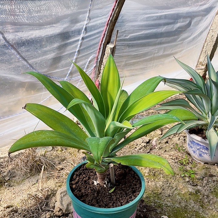 熙***）完全开放虎尾兰裸根发货