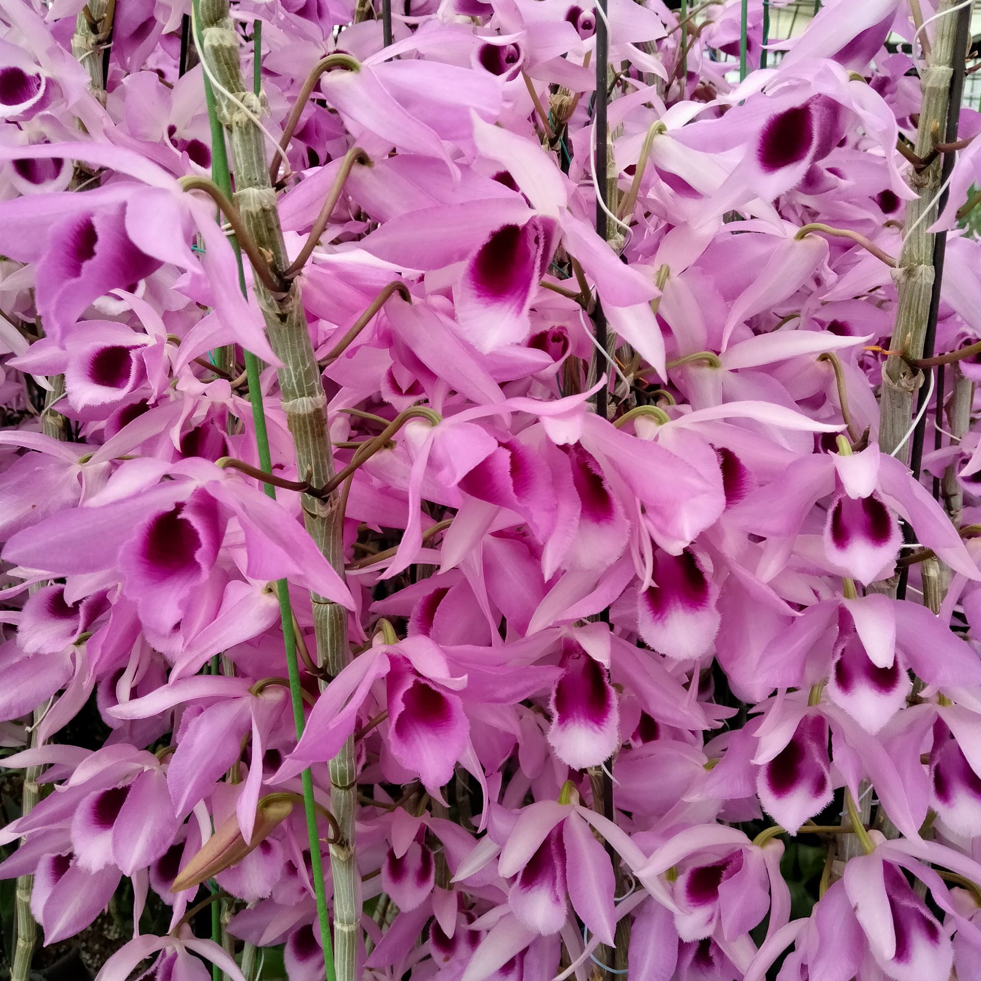 【四倍体檀香】个体（不定花色）兰心兰园易养易活爆花批发高端精品