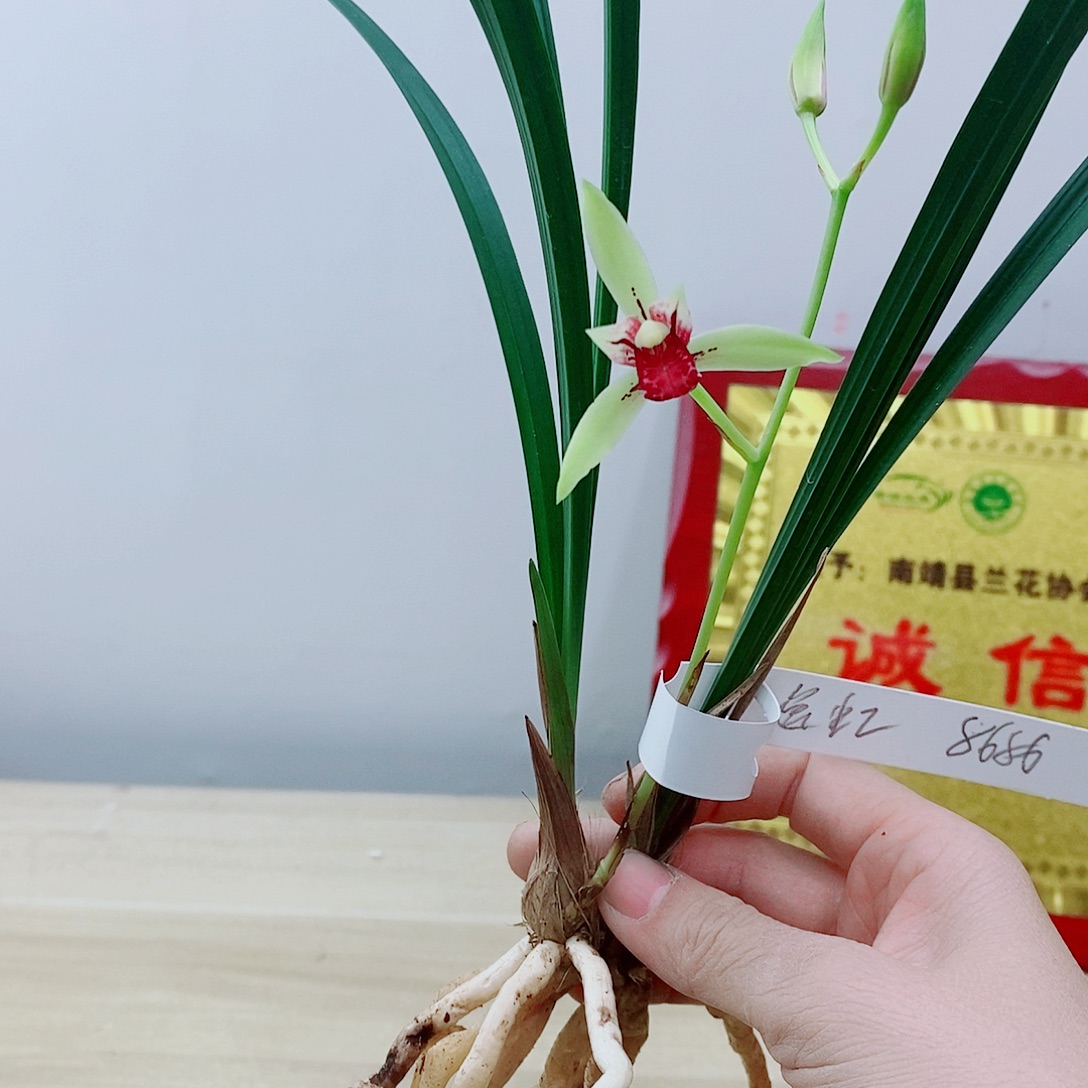 当前无花栽培后可以开花