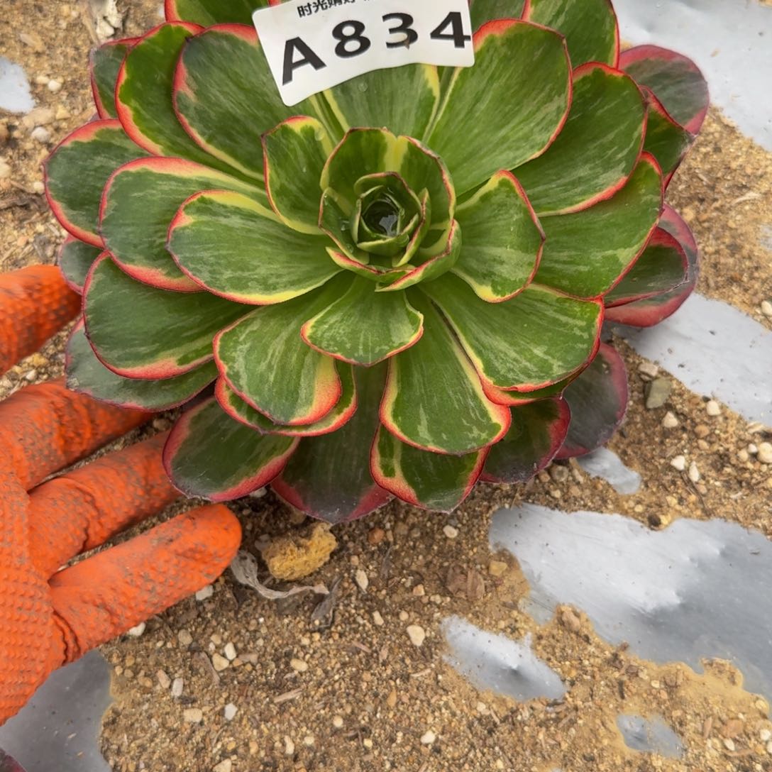 雨***虹834魅金锦。多肉植物