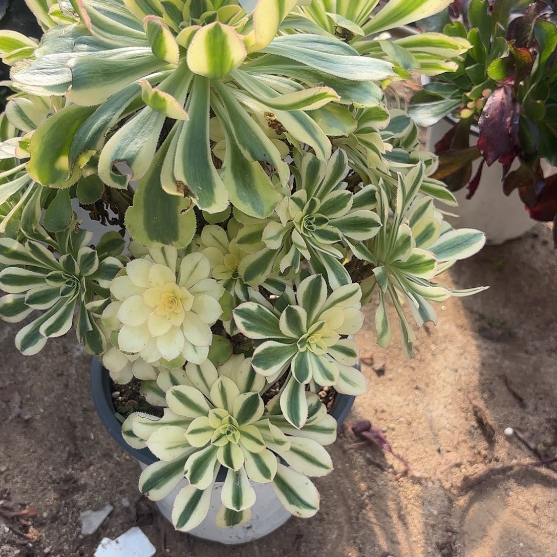 木***树白兰地手捧多肉植物142