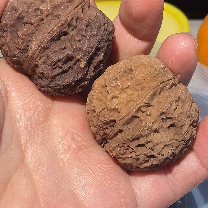 文玩核桃把件7777¥¥7¥¥¥¥@jj