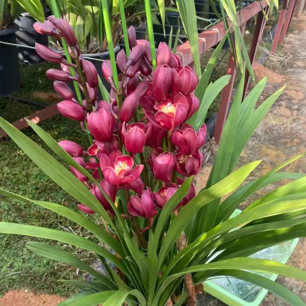 精品落地大红袍   6支  红色高端大花蕙兰  喜庆年宵花室内养护